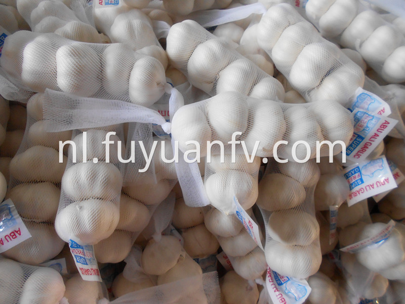 export to kuwait garlic